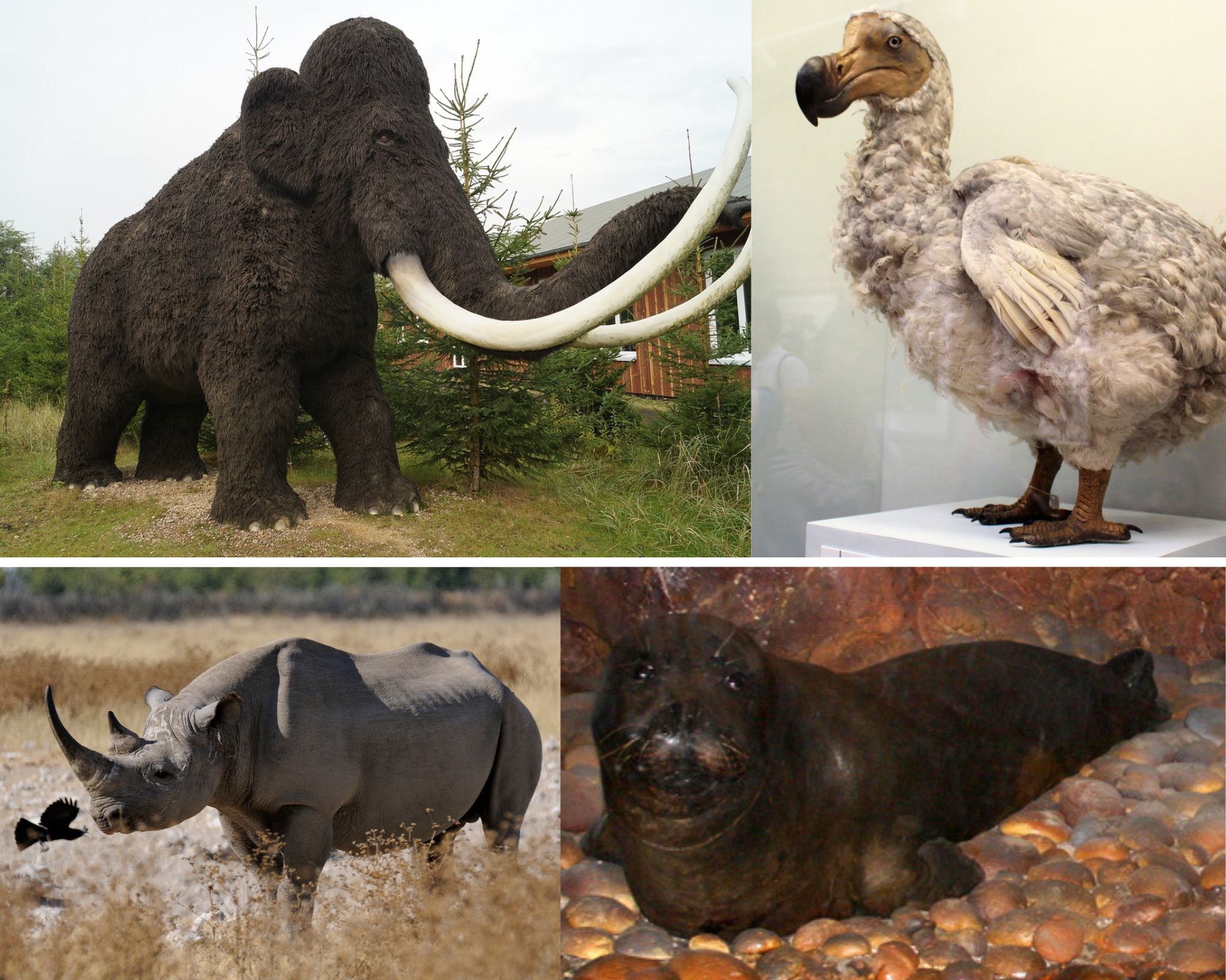 Extinct Animals