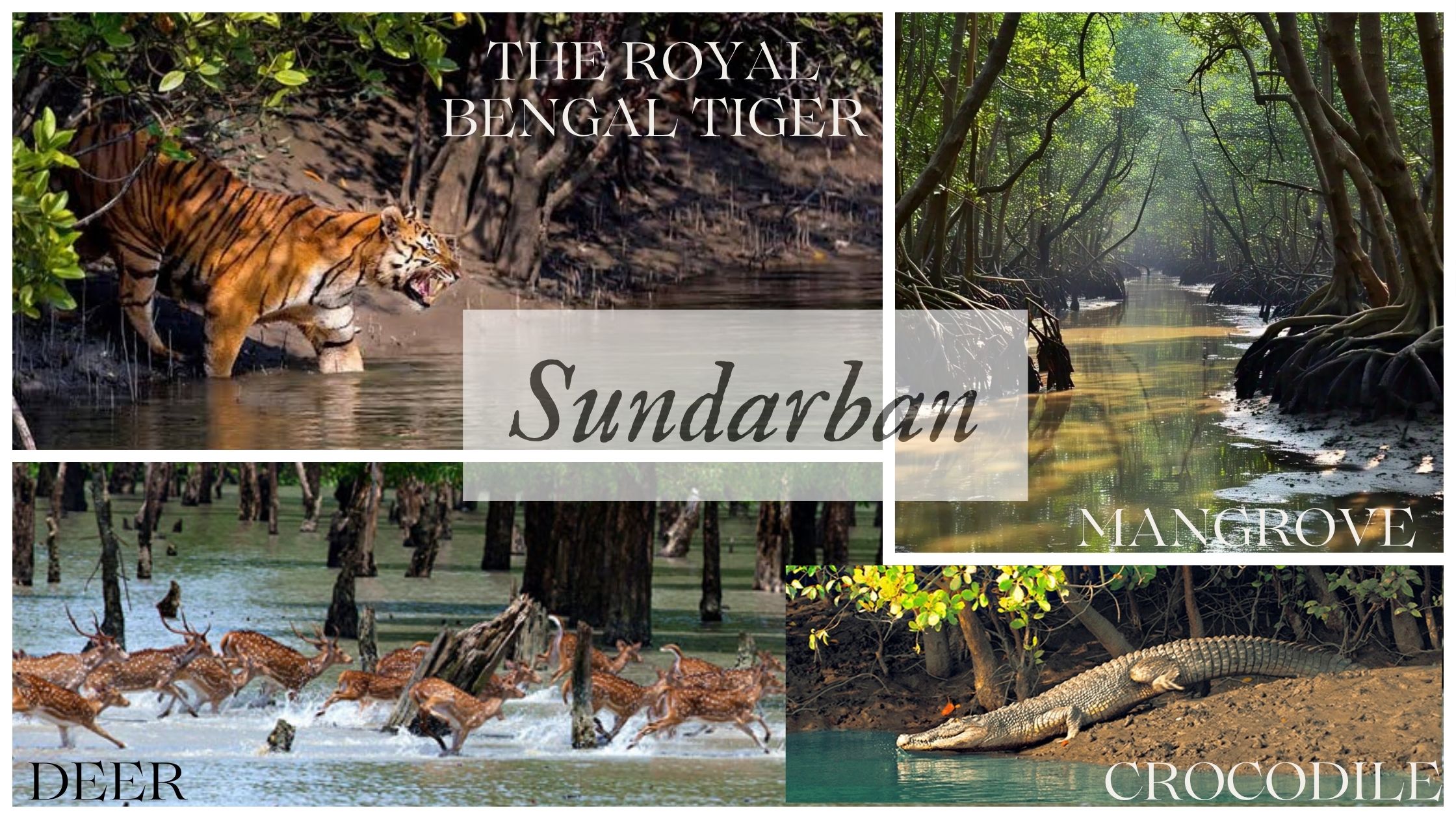 Into the Wild: Kolkata to Sundarban heritage Cruise The Royal Bengal Tiger Mangrove Deer Crocodile Into the Wild: Kolkata to Sundarban heritage Cruise The Royal Bengal Tiger Mangrove Deer Crocodile