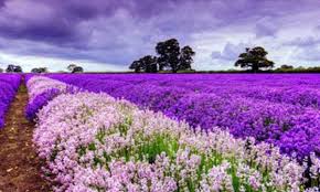 Srinagar (Kashmir) during Autumn season