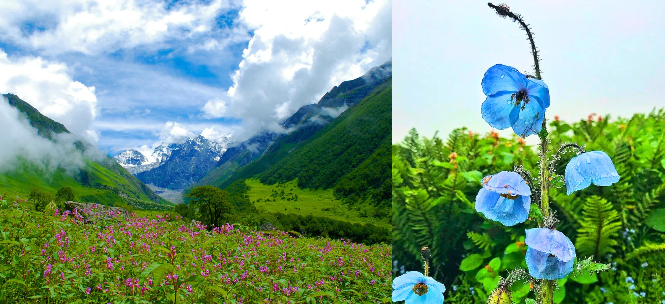 The random blues within the vibrant colours of flowers