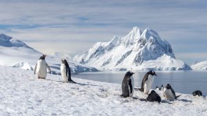  Antarctica features penguins standing on snow-covered ground in a cold, arctic environment