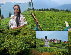Makaibari Tea Estate