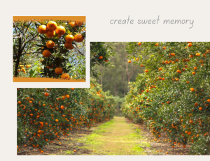 orange orchards