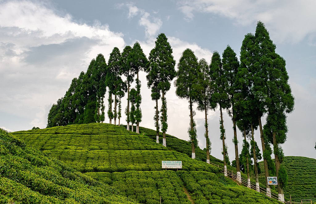 Darjeeling tea garden