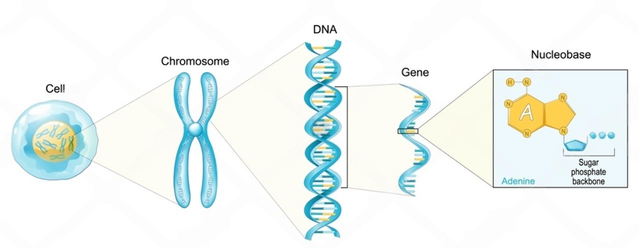Gene Resurrection Technology process using DNA and gene editing