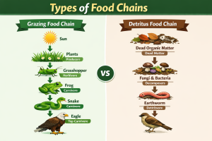 Food chain diagram showing grazing and detritus food chains”