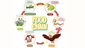 what is food chain a simple guide for students