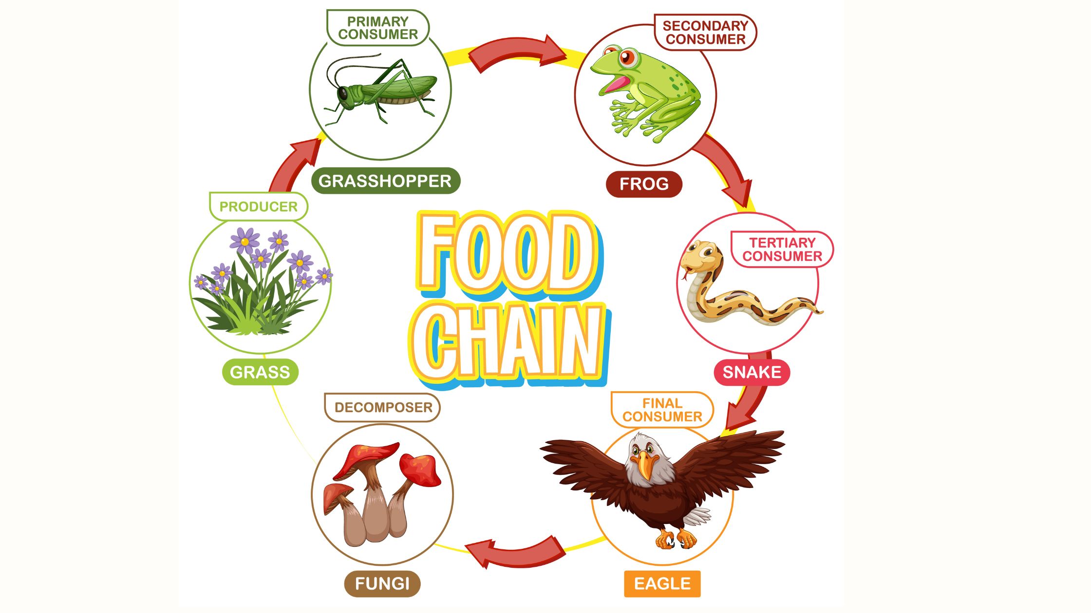 what is food chain a simple guide for students