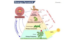 Energy pyramid showing trophic levels and energy loss