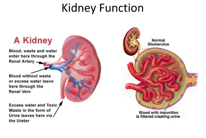 kidneys