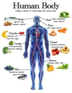 definition of nutrition diagram with nutrients and functions