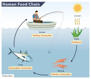 Food chain in ecosystem human impact