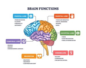 How the Human Brain Works