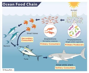 Types of food chain aquatic ecosystem