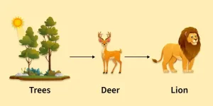 Food chain diagram in ecosystem.
