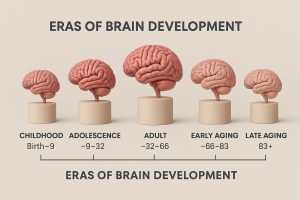 How the Human Brain Works
