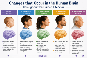 How the Human Brain Works