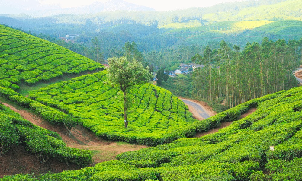 hidden gems nepal-ilam