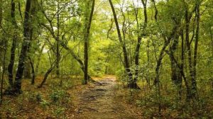 Mawphlang sacred forest