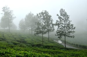 Kerala Monsoon view