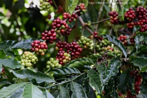 Coffee plants growing beneath shade trees in a Coorg plantation